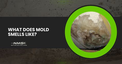 Does Mold Have A Smell? How Can I Recognize That Smell?