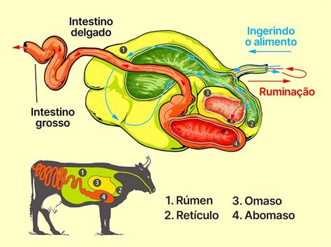 Ruminantes O Que É - Animais Ruminantes: quais são e suas principais características (com ...