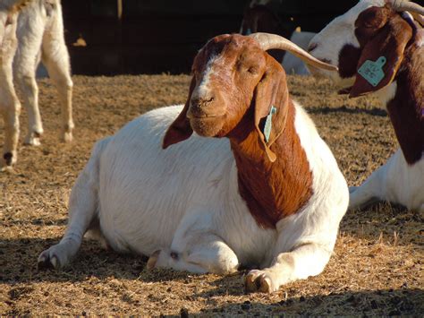 Boer Goats South Africa Everything You Need To Know About The South