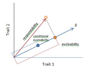 What S In A Quantifiable Trait Of Evolution Evolvability And Human