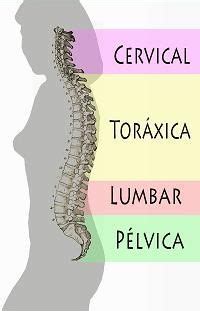 Biomec Nica B Sica De La Columna Vertebral Fisiostar