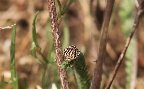 Ackerwindenflur Bunteulchen Acontia Trabealis 1 Flickr