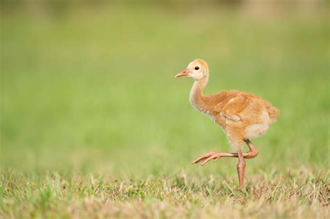 Blessed By Sandhill Crane Chicks Eaglets And More At Ile Arthur