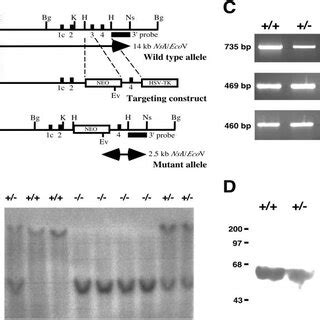 Targeted Disruption Of The Mouse GlyT1 Gene A Knockout Strategy