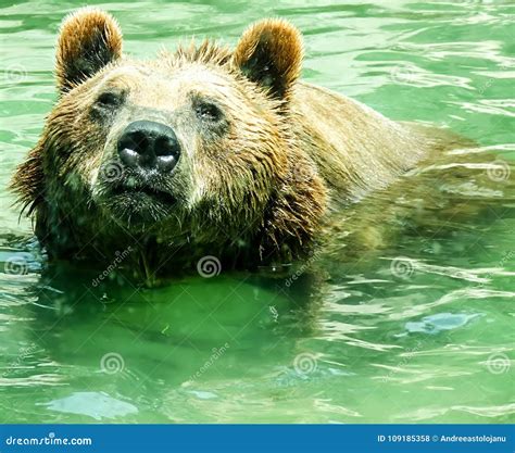 Big Brown Bear Swimming In The Water Stock Photo Image Of Animal