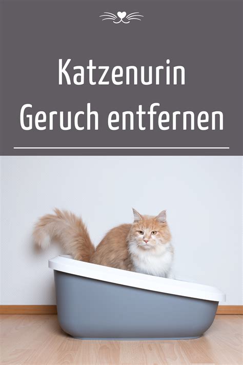 Katzenurin Geruch rückstandslos entfernen Katzenurin Katzen Geruch