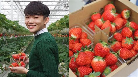 Sweetest Strawberry Picking In Japan Travel To Mount Aso Kumamoto Japan Youtube