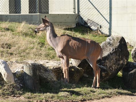 The Online Zoo - Greater Kudu