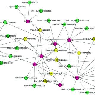 Transcriptional Regulatory Networks Involving Ptsros Pink Nodes