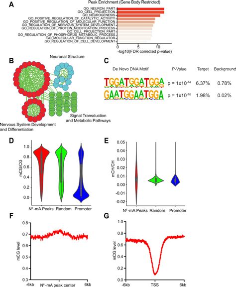 N6 Methyladenine Dna Modification In Glioblastoma Cell