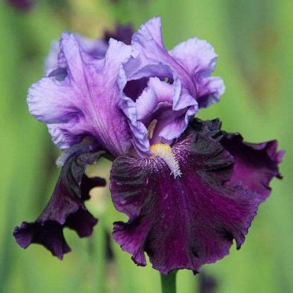 Ирис Блю Берд Вайн