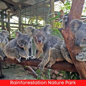 Daintree Rainforest Tour Explore The Ancient Rainforest