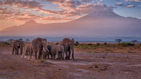 Bing HD Wallpaper Dec 4, 2022: World Wildlife Conservation Day - Bing ...