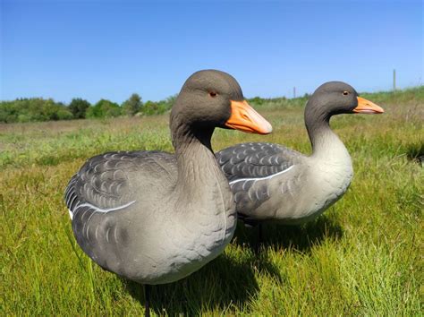 Presentation of goose decoys | Get ready for goose season