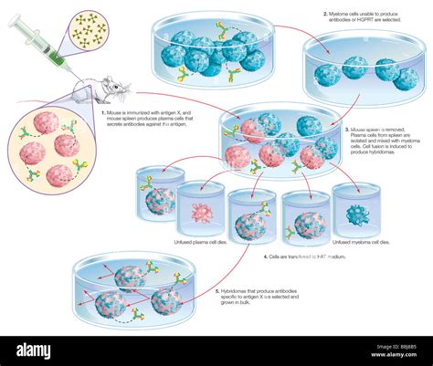 Hybridoma Cells