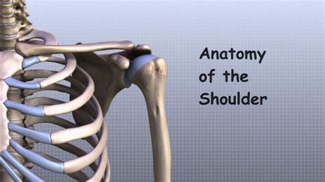 어깨 해부학어깨의 구조 Shoulder Anatomy 네이버 블로그