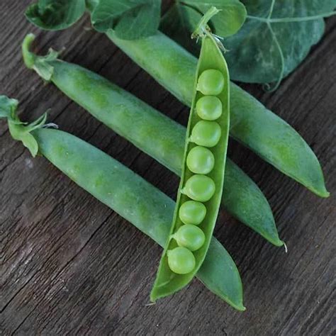 Green Arrow Peas -Heirloom Seeds – Garden Alchemy Seeds and More