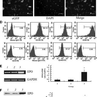 Morphology And Identification Of Epo Overexpressing Hflscs A The Of