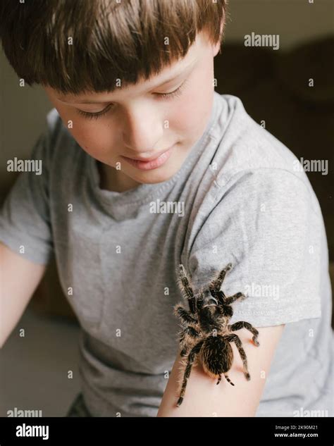 tarántula grande en el brazo del niño la araña aterradora se arrastra