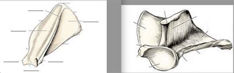 Anatomy Of Scapula Dog Diagram Quizlet