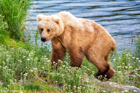 8 Amazing Things To Do In Katmai National Park Preserve Earth Trekkers