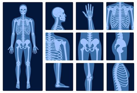 Premium Vector Human Man Skeleton Anatomy Joints And Parts Of Male