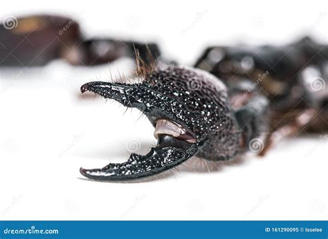 Emperor Scorpion, Pandinus Imperator, Pincers In Close Up Stock Image ...