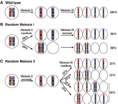 Independent Segregation Meiosis