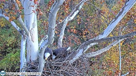 USS Bald Eagle Cam 1 10-26-23 @ 7:47:22 Irvin fly off to back hillside