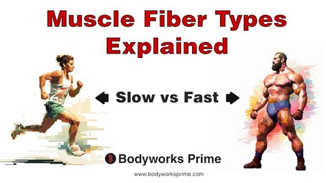 Muscle Fiber Types Explained Type 1 Type 2A Type 2X YouTube