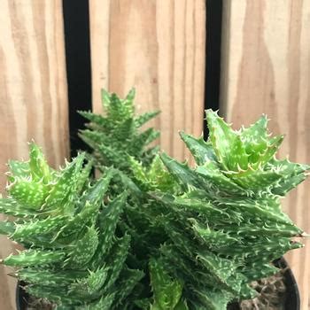 Aloe Red Hot Chili Pepper Aloe Garden Center Marketing