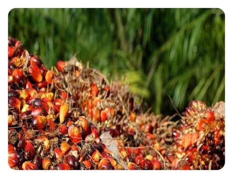 Indonesia Bertwinkelbuiter Nl Palmolieplantages