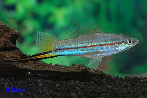 Beautiful Green Swordtail - Goodjoseph LIVE Fish Store