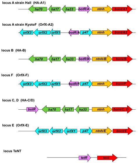 Toxins Free Full Text Regulatory Networks Controlling Neurotoxin