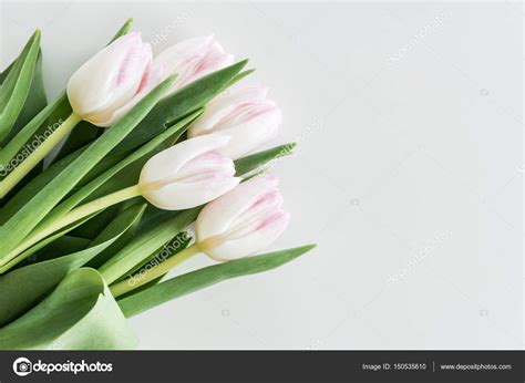 Light pink tulips Stock Photo by ©IgorTishenko 150535610