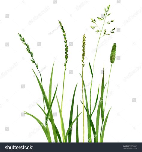 Watercolor Drawing Green Grass Decorative Herbal Stock Illustration ...