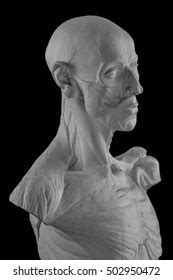 Plaster Statue Naked Man Anatomically Shaped Stock Photo Shutterstock