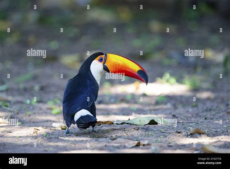 Giant Toucan Ramphastos Toco Pantanal Brazil Stock Photo Alamy