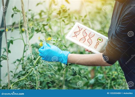 Woman Scientist Genetic Engineer Testing The Plant For The Presence Of