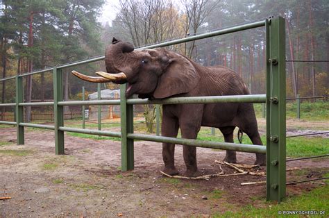 Ronny Schedel Serengeti Park Hodenhagen