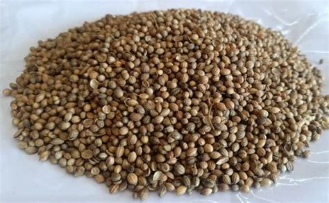 Dried Brown Original Organic Coriander Seed Form Whole At Rs Kg