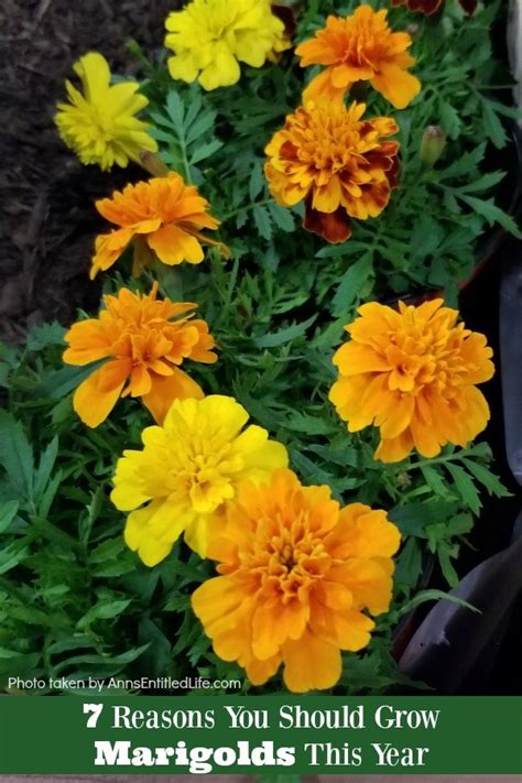 Marigold Flowers 7 Reasons You Should Grow Marigolds This Year