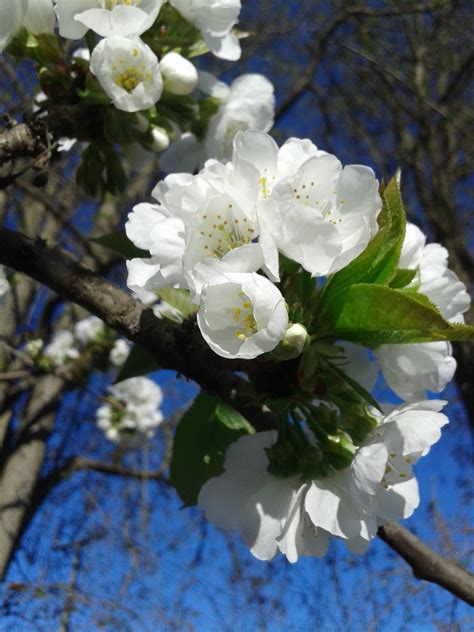 Free Images : flower, white, branch, spring, cherry blossom, tree