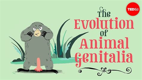 The Evolution Of Animal Genitalia Menno Schilthuizen