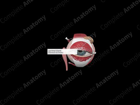 Lacrimal Gland | Complete Anatomy