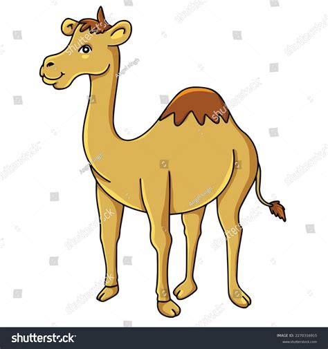 Camel Images