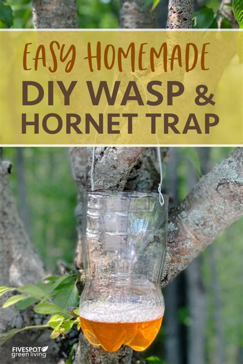 How To Attract Birds That Eat Wasps In Your Yard Five Spot Green Living