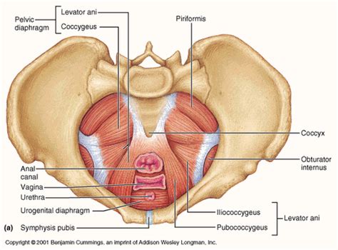 Muscles Of The Female Pelvic Outlet