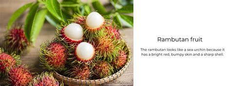 Rambutan Fruit Health Benefits Uses And Important Facts