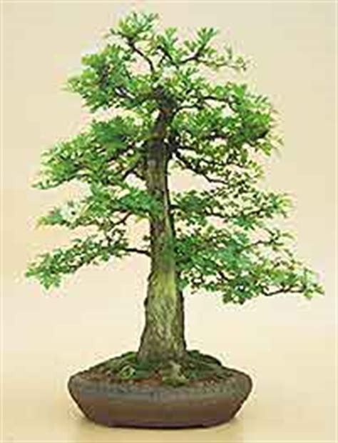 Explore The Beauty Of Bonsai Trees At Amazing Bonsai Trees Blog Bonsai